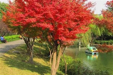 枫树 风水